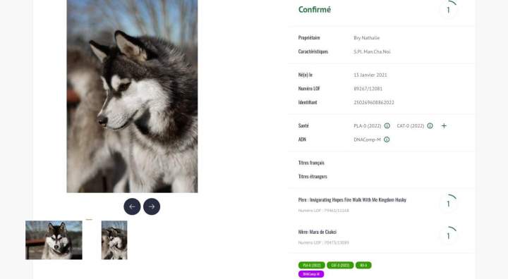 Éleveurs de husky Bordeaux