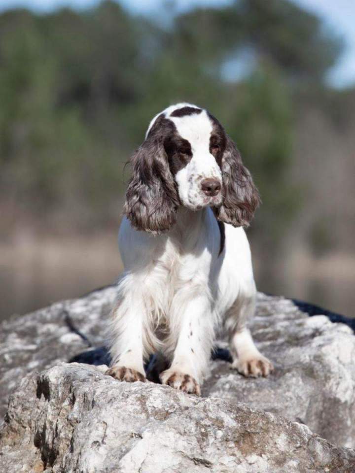 Éleveur de cocker Bordeaux