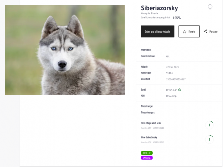 Élevage de husky Bordeaux