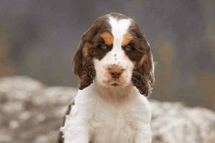 Élevage de cocker Bordeaux