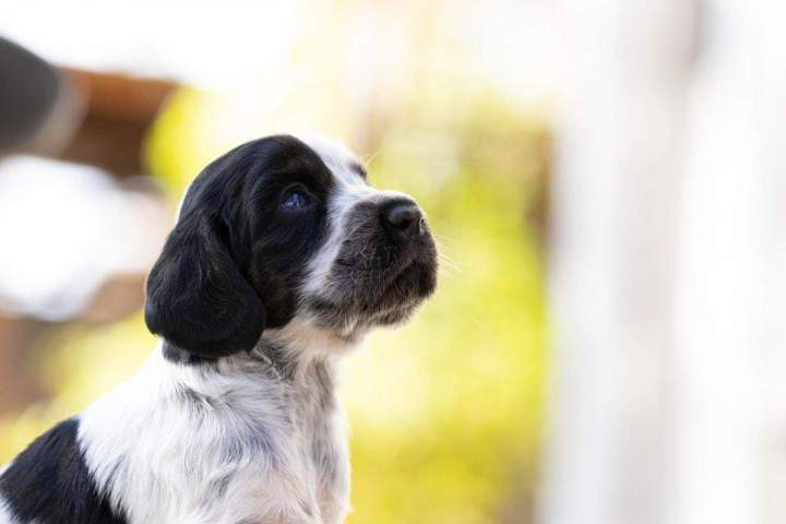 Éleveurs de cocker Bordeaux