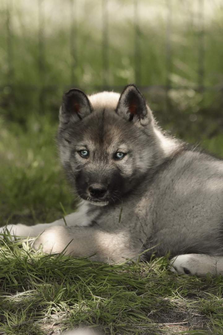 Élevage de husky Bordeaux