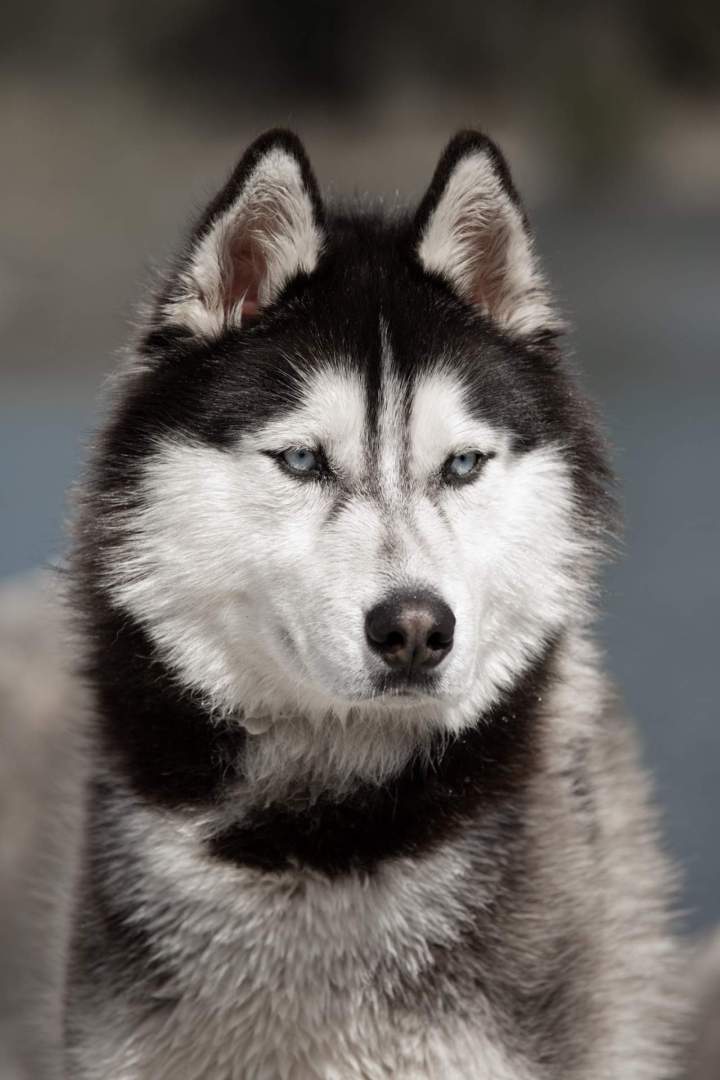 EE7A2538 Modifier copie