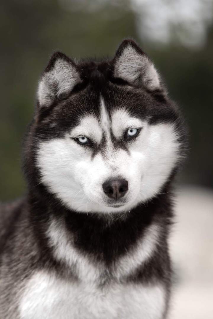 Élevage de husky Bordeaux