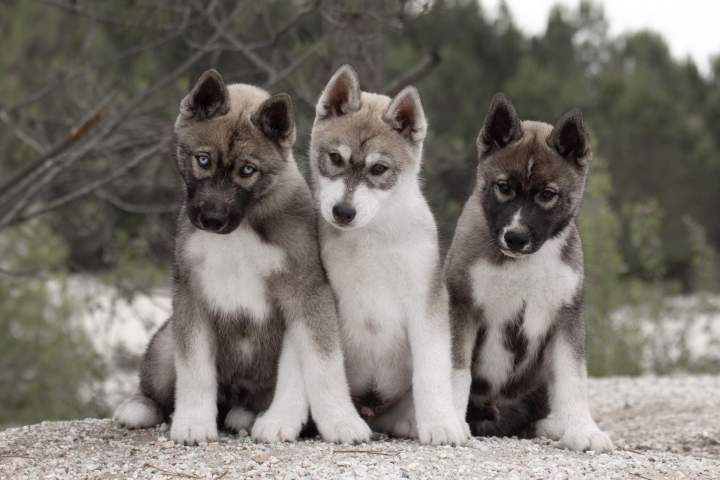 Chiot husky Bordeaux