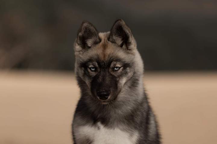 Chiot husky Bordeaux