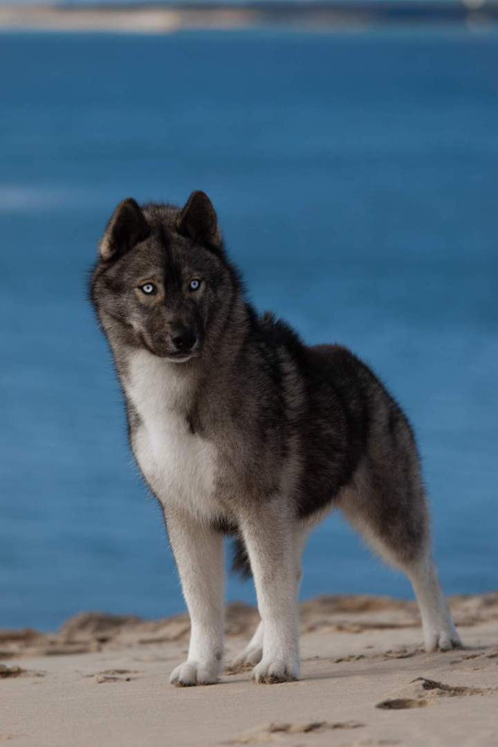 Élevage de husky Bordeaux