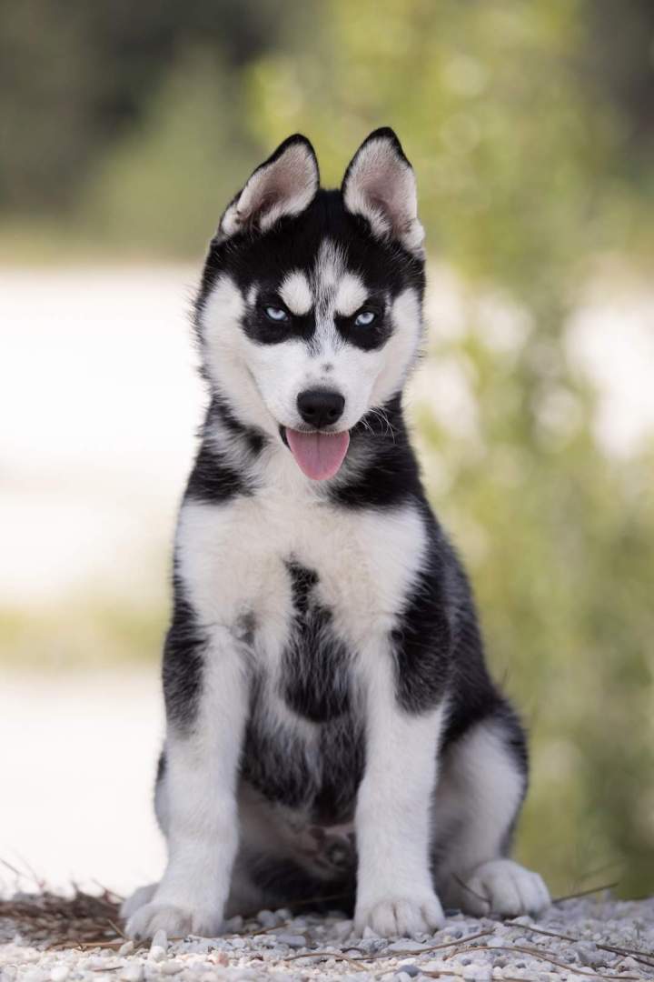 Éleveurs de husky Bordeaux