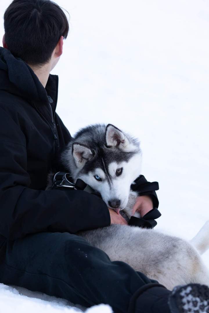 Élevage de husky Bordeaux