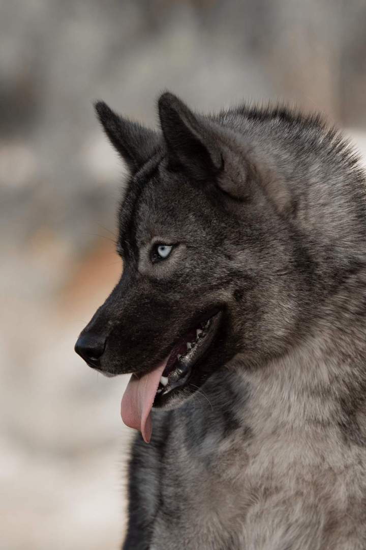 Élevage de husky Bordeaux