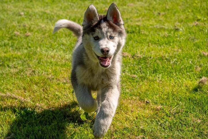 Élevage de husky Bordeaux