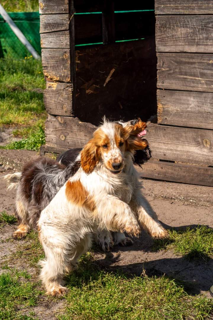 Élevage de cocker Bordeaux