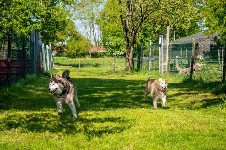 Éleveur de husky Bordeaux