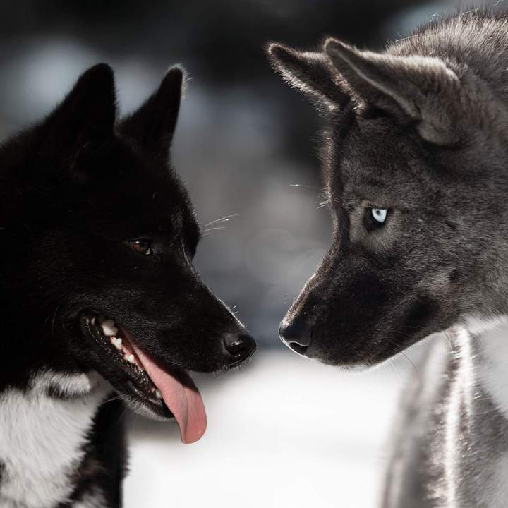 Élevage de husky Bordeaux