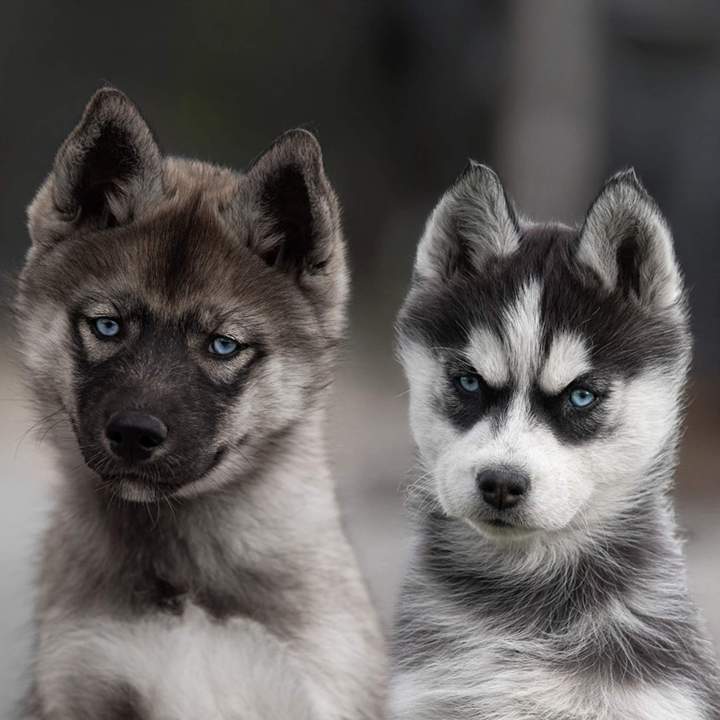 Éleveurs de cocker Bordeaux