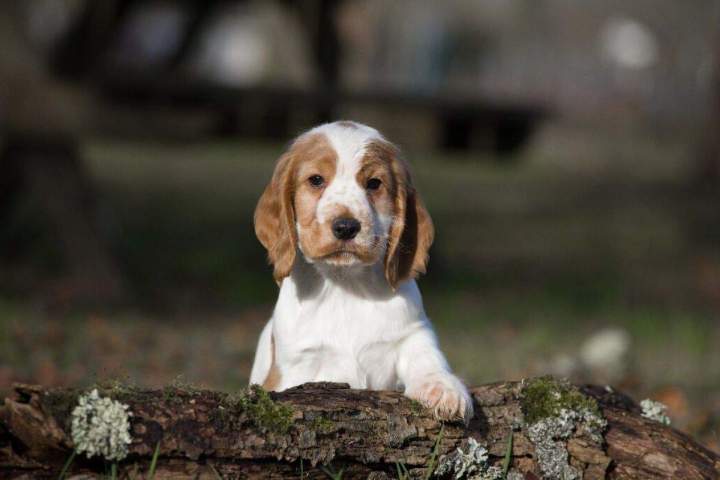 Élevage de cocker Bordeaux