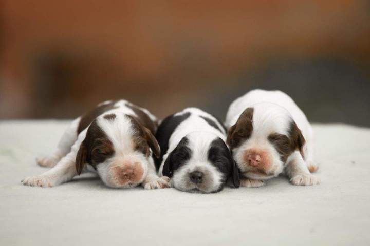 Éleveurs de cocker Bordeaux