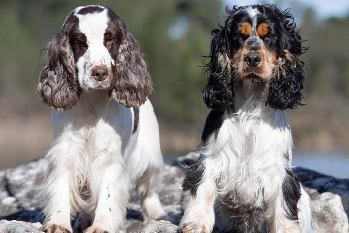 Éleveurs de cocker Bordeaux