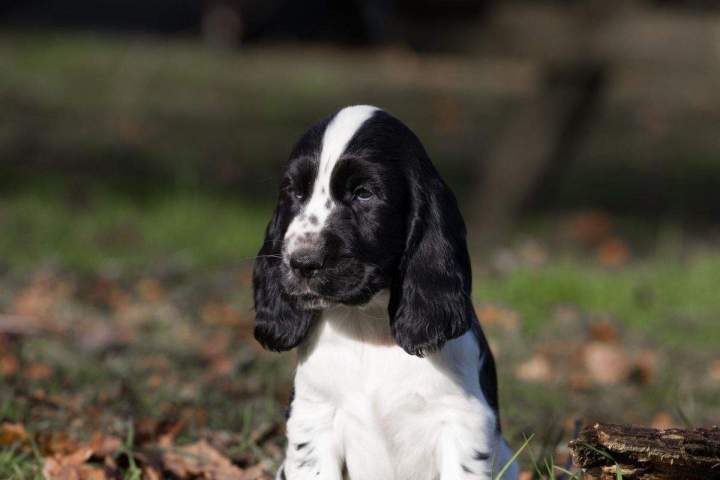 Élevage de cocker Bordeaux
