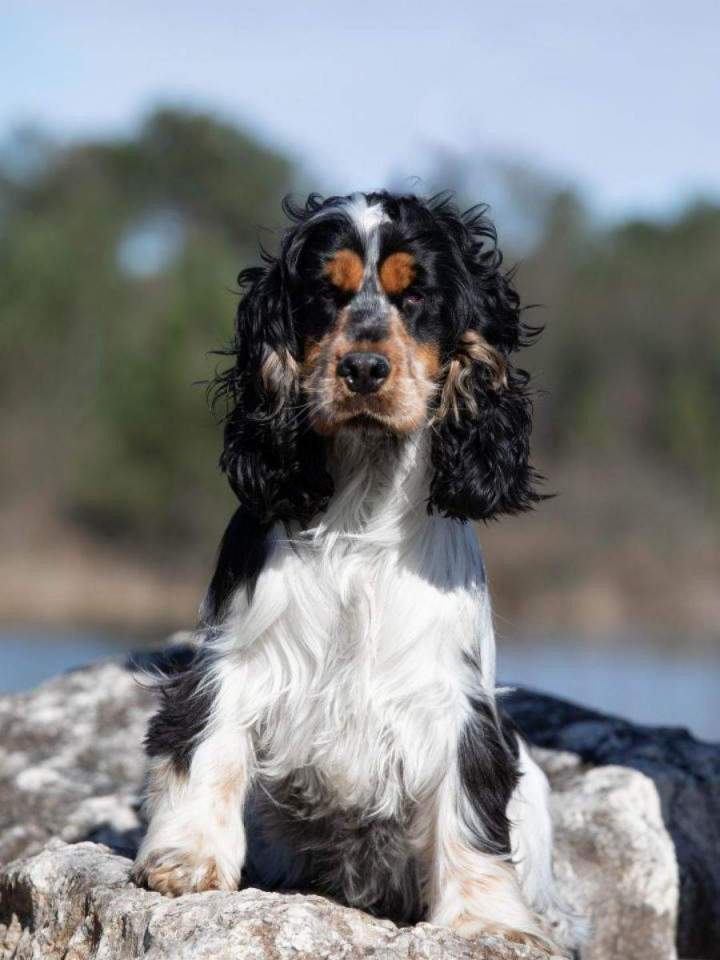 Élevage de cocker Bordeaux